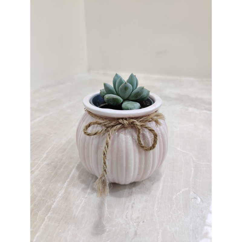 Corporate Succulent Plant: Perfect Gift