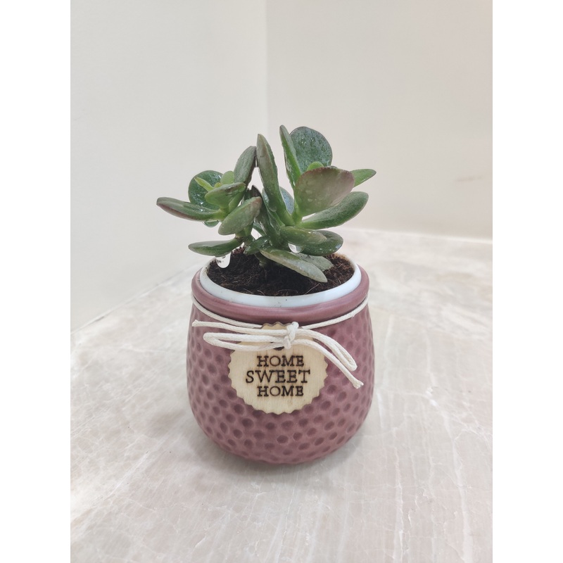 Crassula Plant for Corporate Gifting
