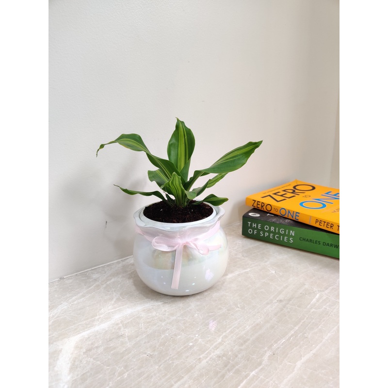 Dracaena Darasingh Best For Corporate Gift Plant