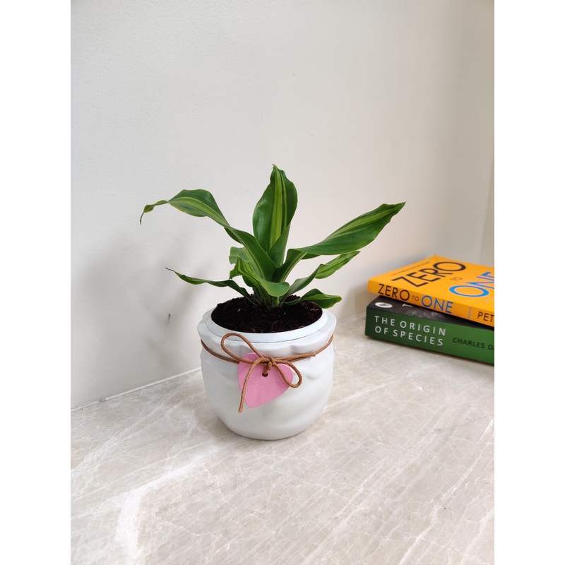 Dracaena Darasingh Plant – Perfect Corporate Gift