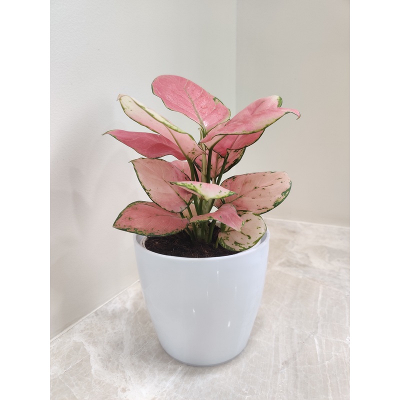 Elegant Aglaonema Diamond Red Plant for Corporate Gift