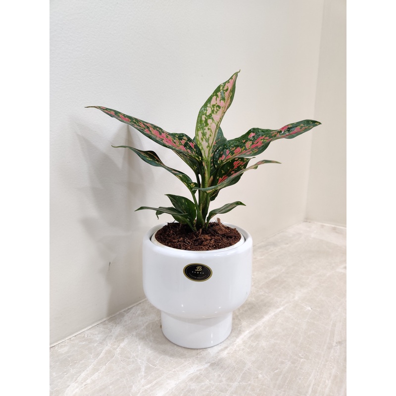 Elegant Aglaonema Rui Plant Perfect for Corporate Gifting
