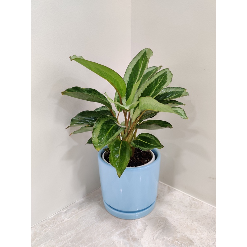 Elegant Calathea JF Macbr Plant for Corporate Gifting