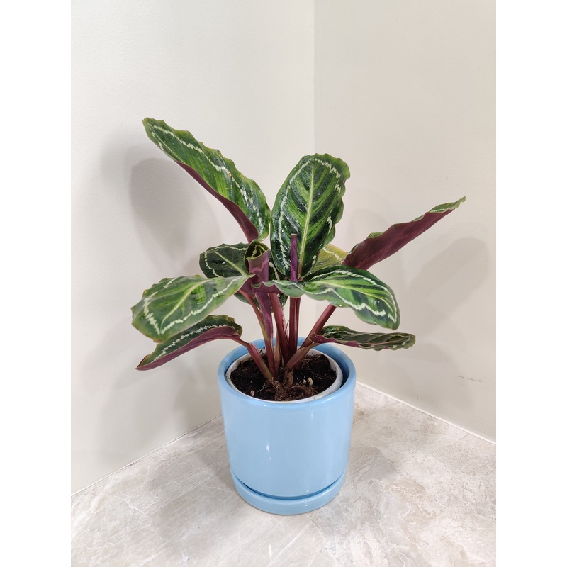 Elegant Calathea Medallion Plant For Corporate Gift