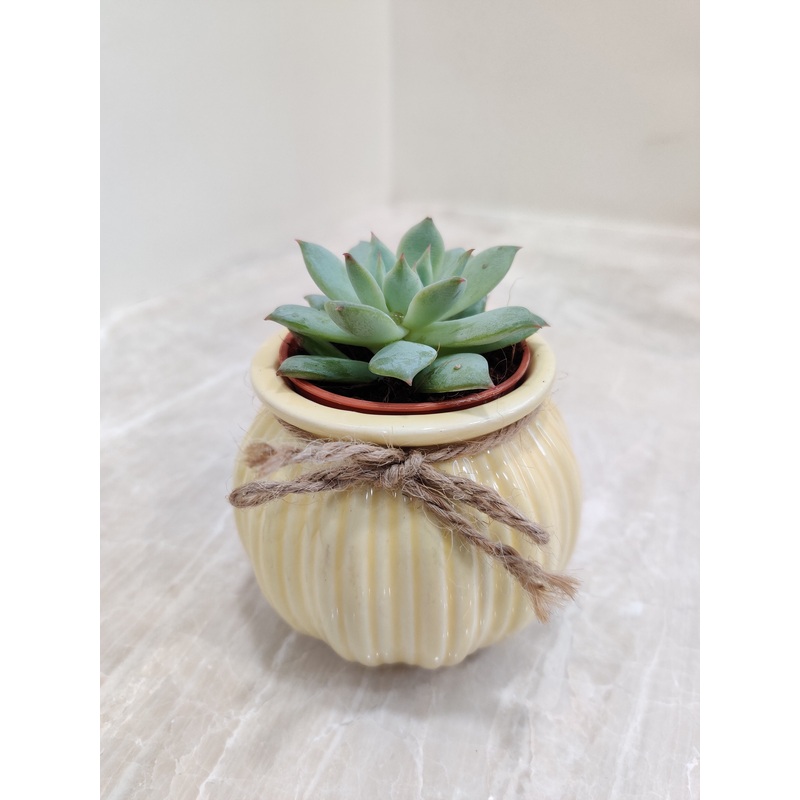 Elegant Corporate Succulent Gift