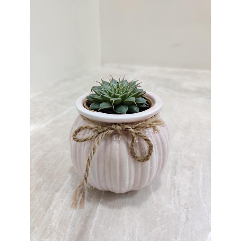 Elegant Corporate Succulent Plant Gift