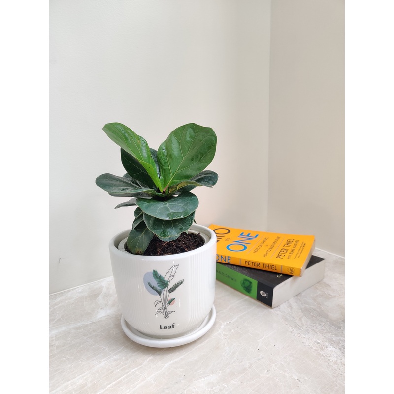Elegant Ficus Lyrata Plant for Gifting