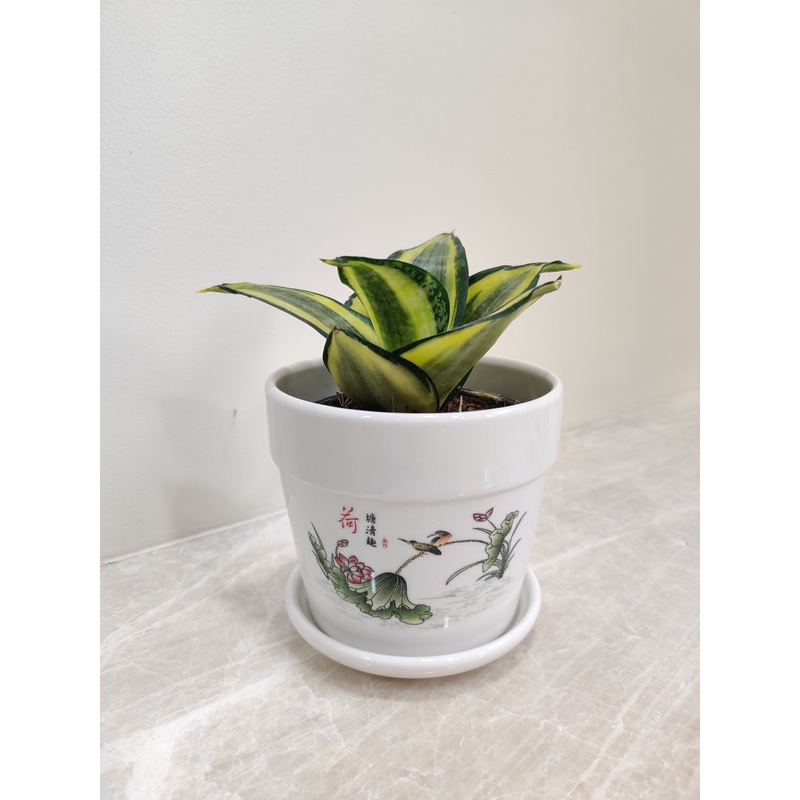 Elegant Snake Plant For Corporate Gifting