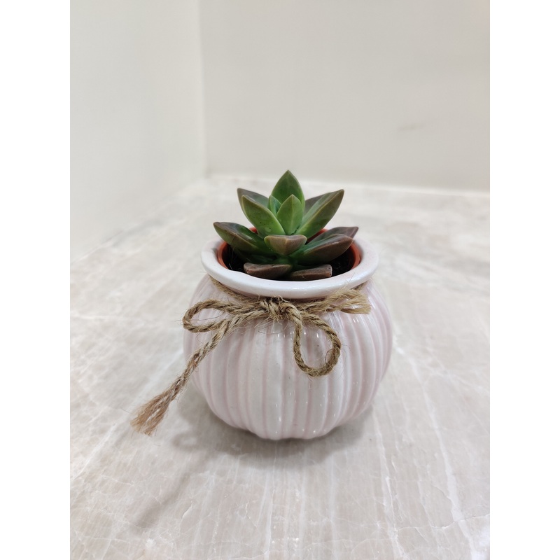 Elegant Succulent Corporate Gift