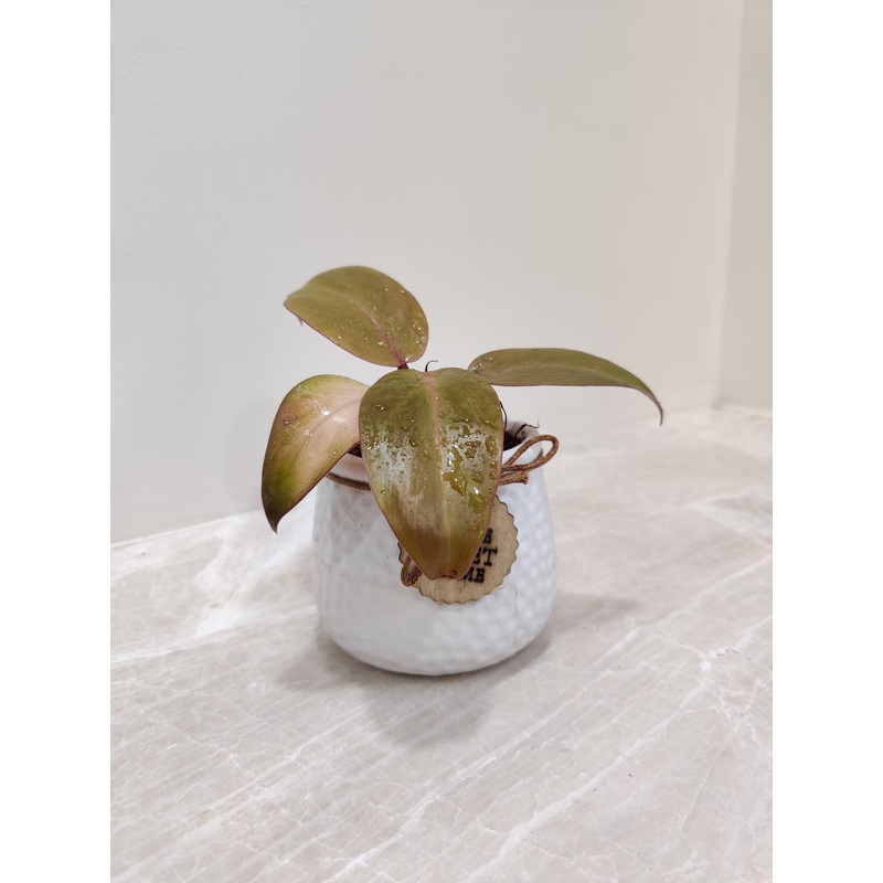 Elegant Sunshine Philodendron – Perfect Corporate Plant Gift