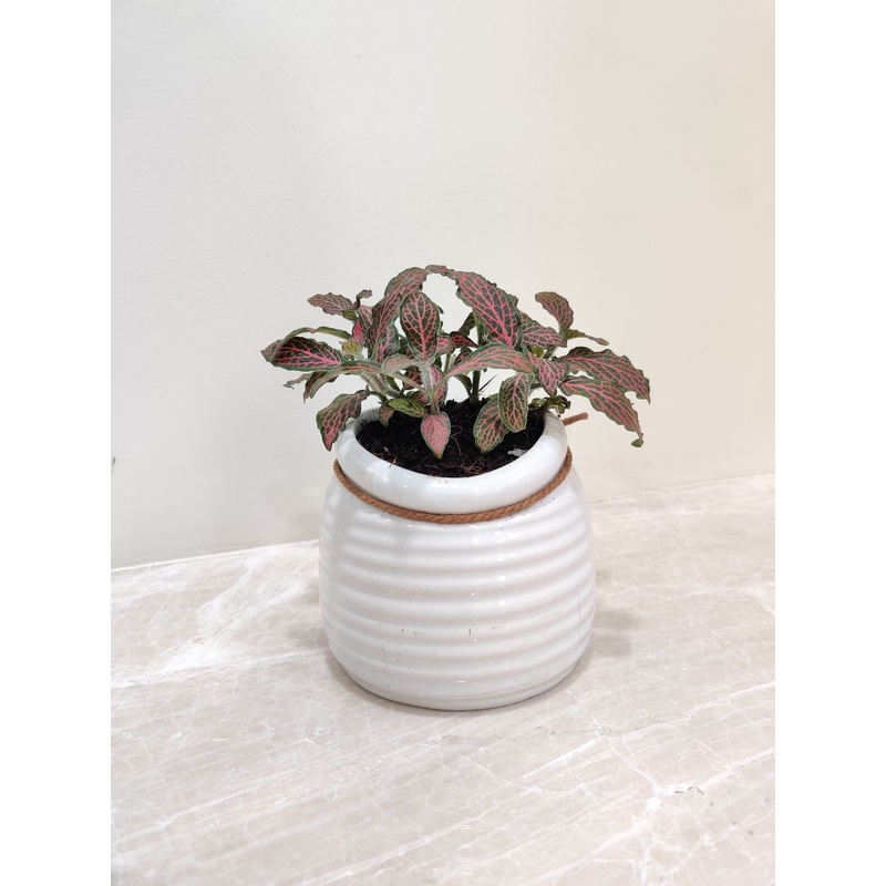 Fresh Air Red Fittonia For Corporate Gift Plant