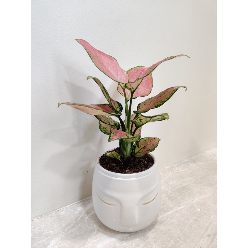 Gift harmony with our Aglaonema Diamond Red Plant