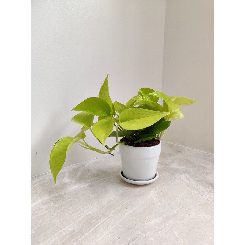Golden Money Plant – Perfect for Corporate Gift