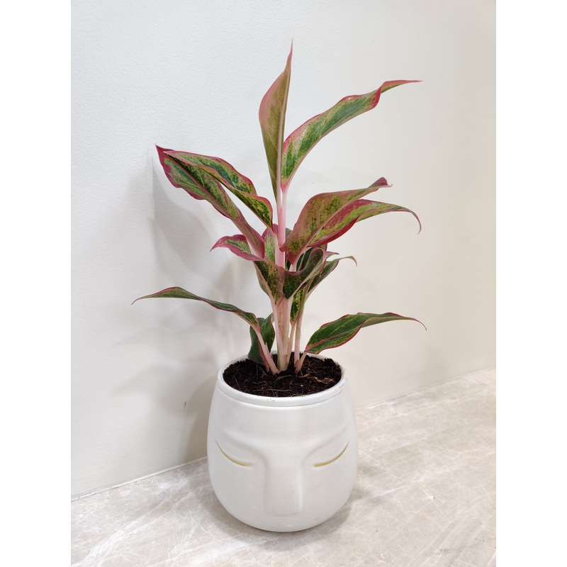 Green Charm Aglaonema Plant for Corporate Gifting