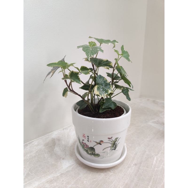 Green English Ivy Corporate Gift Plant