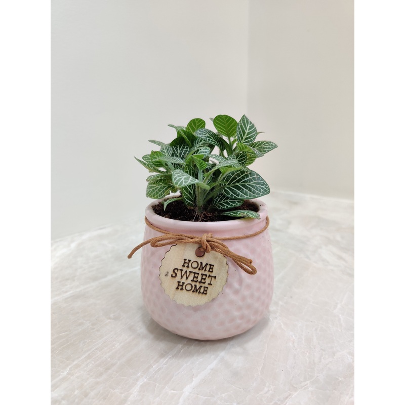 Green Fittonia Plant  Perfect Corporate Gift