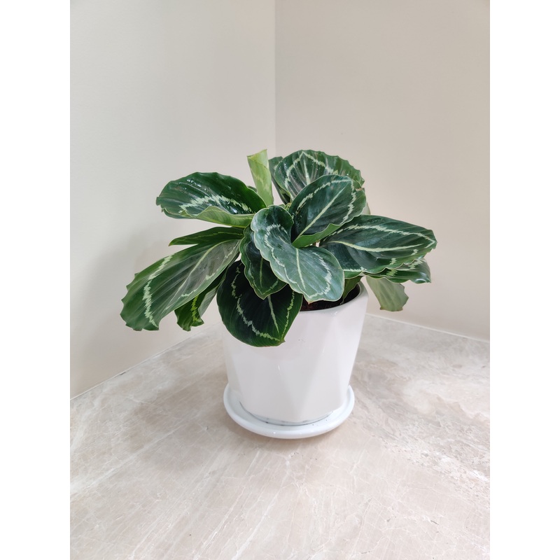 Green Lipstick Calathea for Corporate Gifting