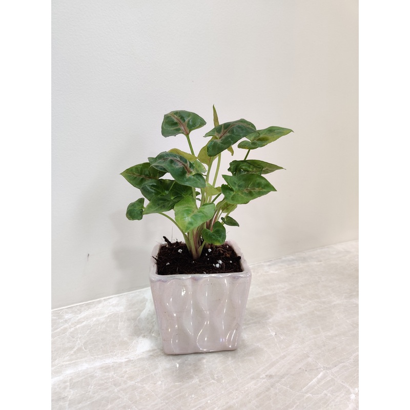Green Syngonium Corporate Plant Gift
