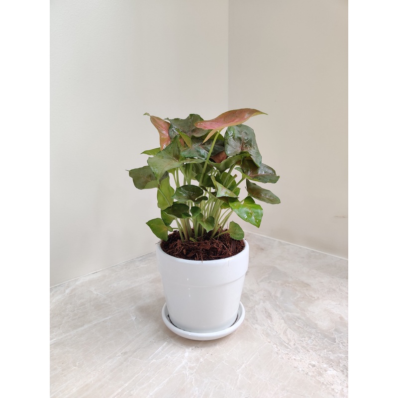 Green Syngonium Elegance: Corporate Desk Plant