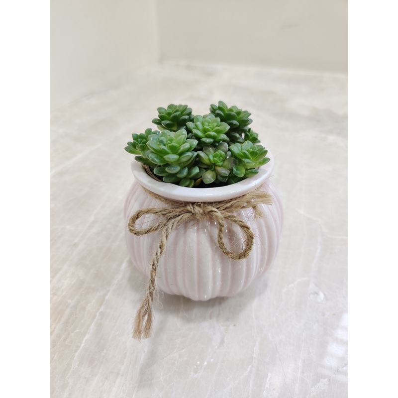 Ideal Corporate Gift: Succulent Plant