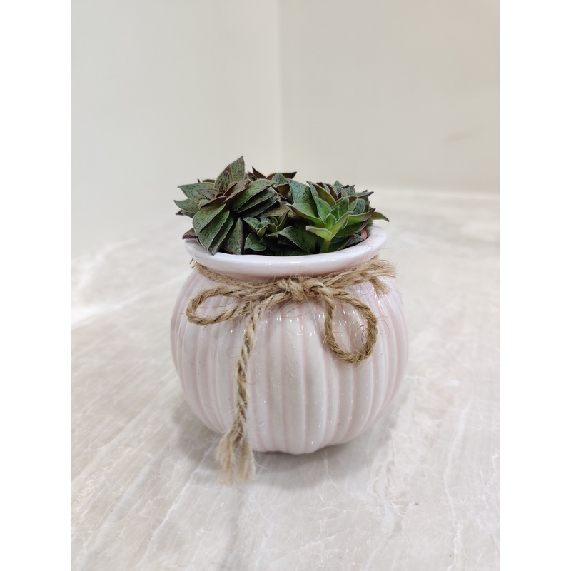 Ideal Succulent Corporate Gift Plant