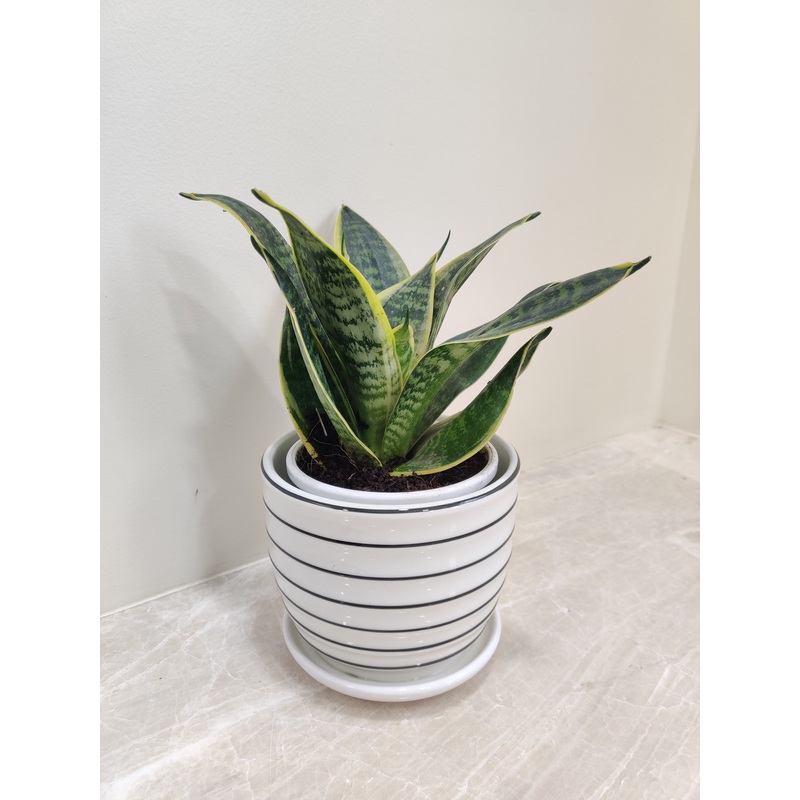 Indoor Snake Plant Ideal for Corporate Gifting