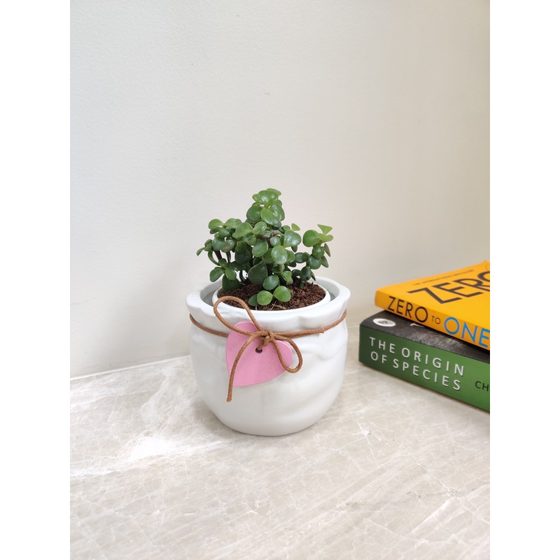 Jade Plant Corporate Gift
