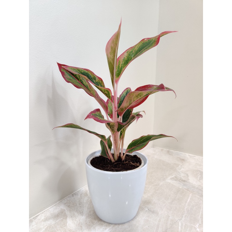 Lipstick Aglaonema Plant in White Pot for Corporate Gifting