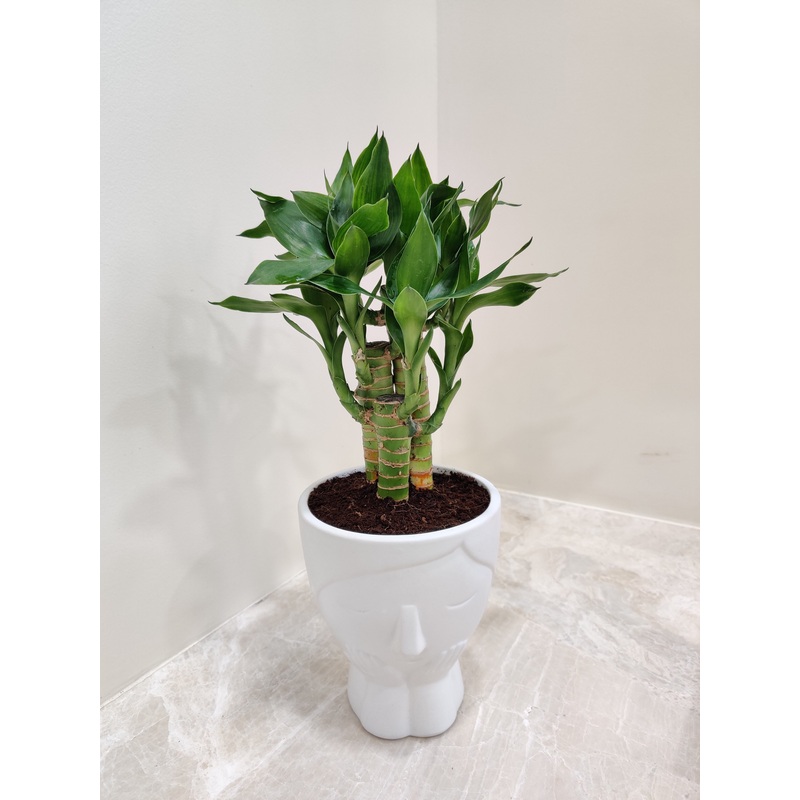 Lucky Bamboo Corporate Gift Plant