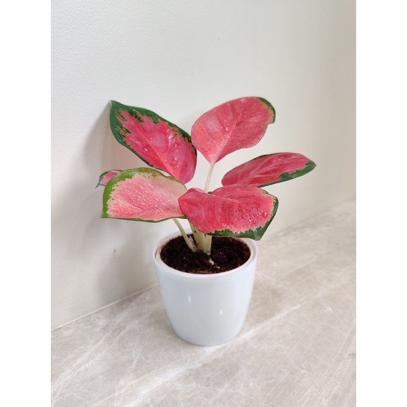 Lush Aglaonema China Red Plant for Corporate Gift