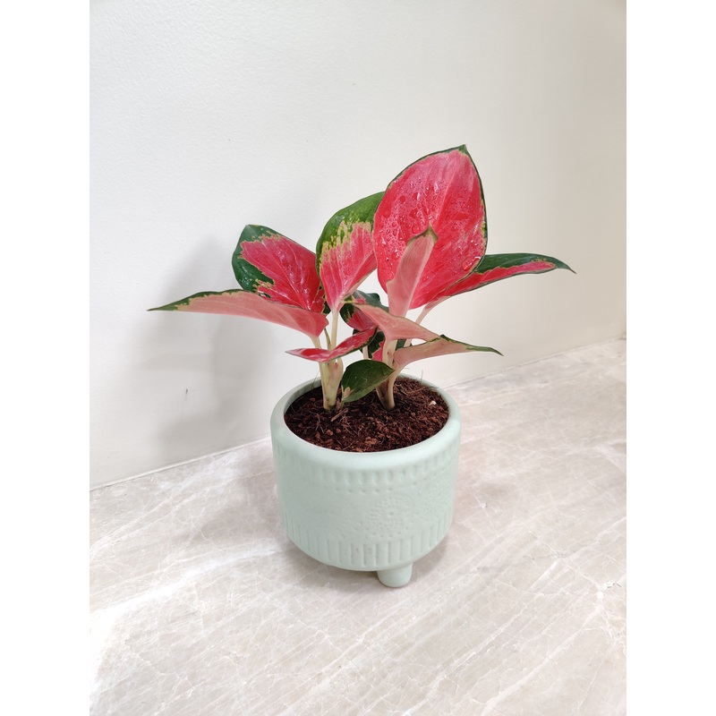 Lush China Red Aglaonema for corporate gifting