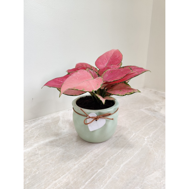 Lush Red Aglaonema Plant Ideal for Corporate Gifting