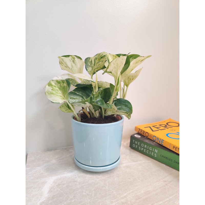 Marble Money Plant For Corporate Gift
