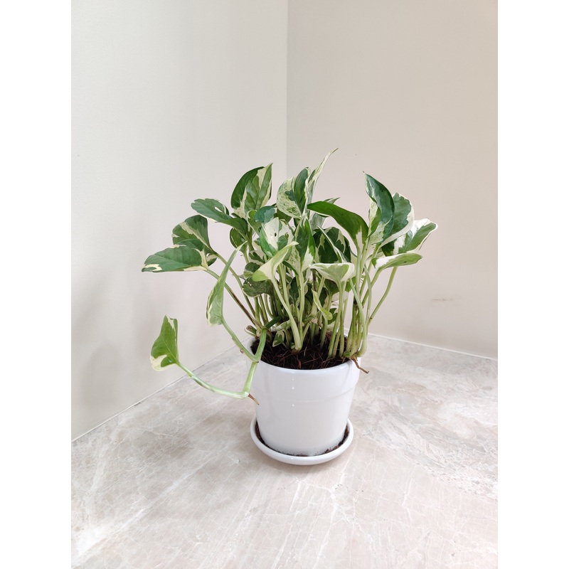 N’Joy Money Plant For Corporate Gift