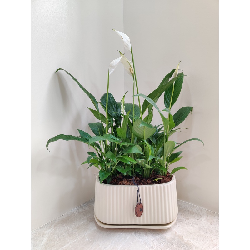 Peace Lily corporate gifting plant