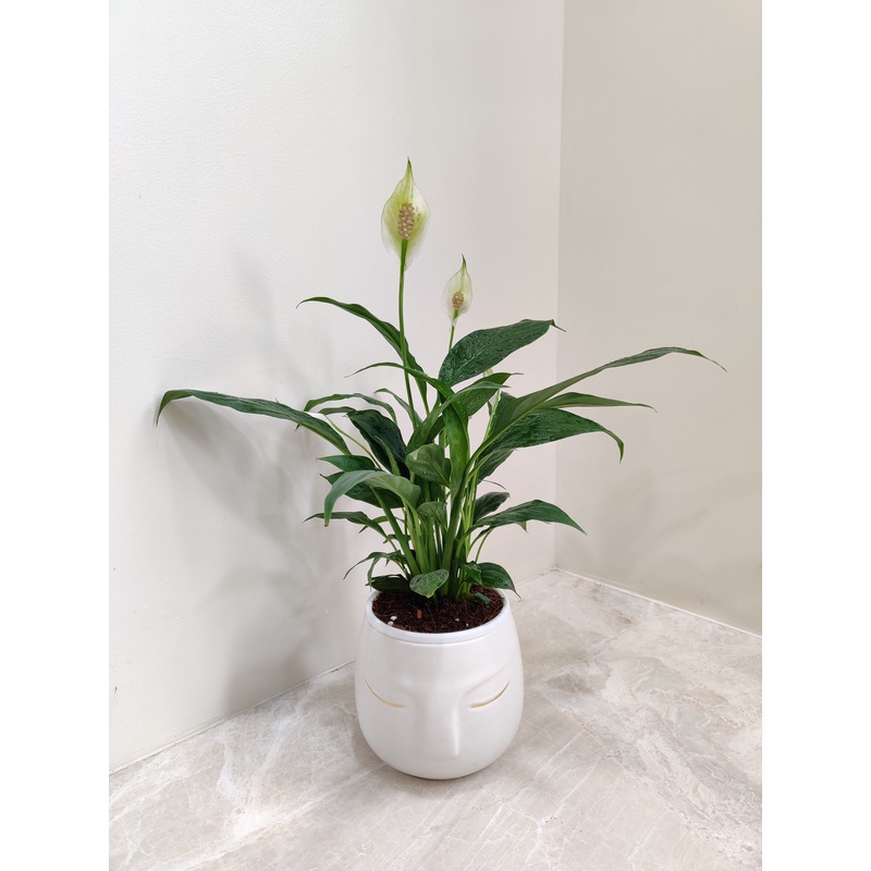 Peace Lily indoor plant for corporate gifting