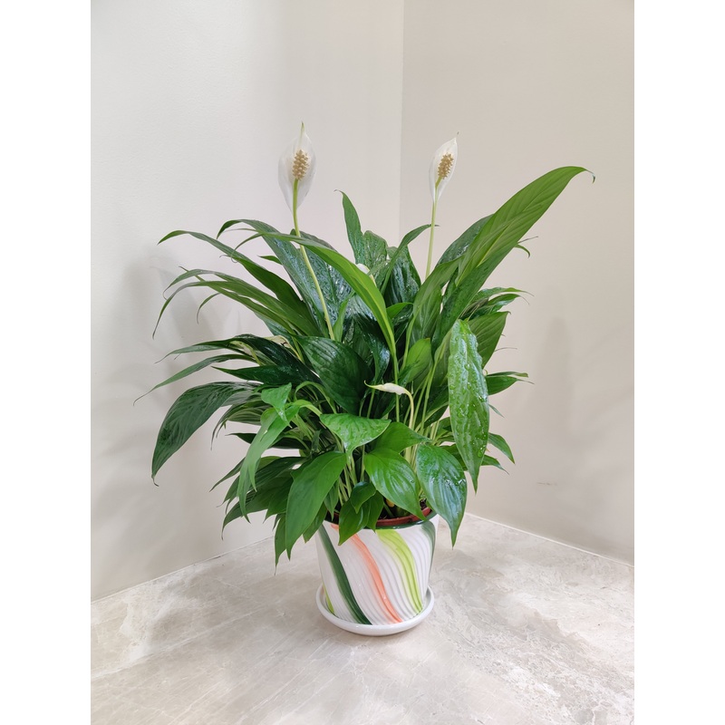 Peace Lily (Spathiphyllum) Corporate Gift Plant
