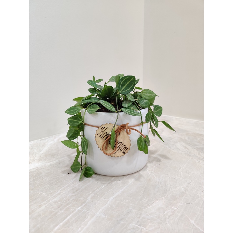 Peperomia Angulata Plant – Ideal Corporate Gift