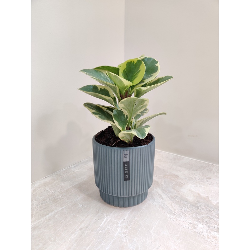 Peperomia Obtusifolia Variegated Plant tailored for a corporate gifting