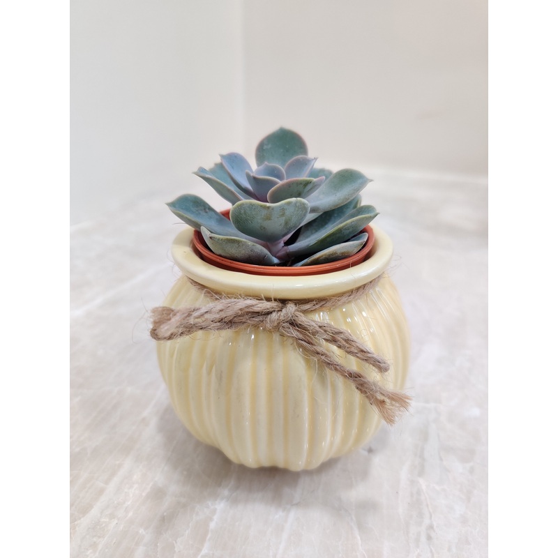 Perfect succulent plant for corporate gifting
