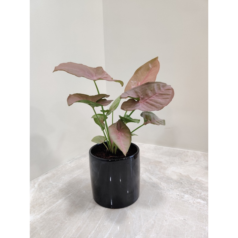 Pink Syngonium: Elegant Corporate Gift Plant