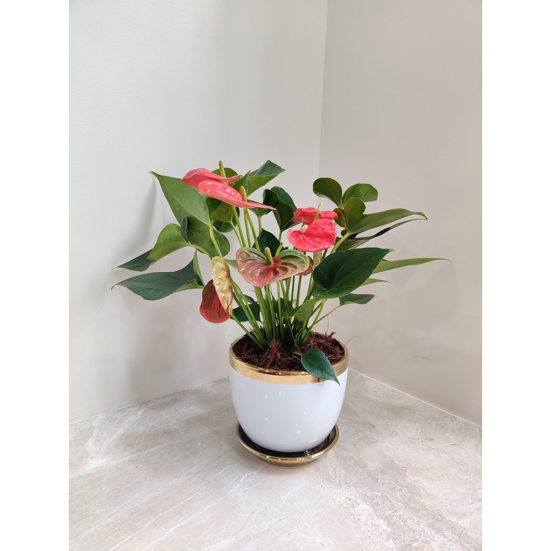 Red Anthurium Corporate Gift Plant