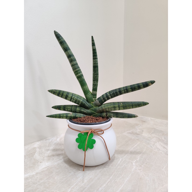Resilient Bonsel Snake Plant for Corporate Gifting