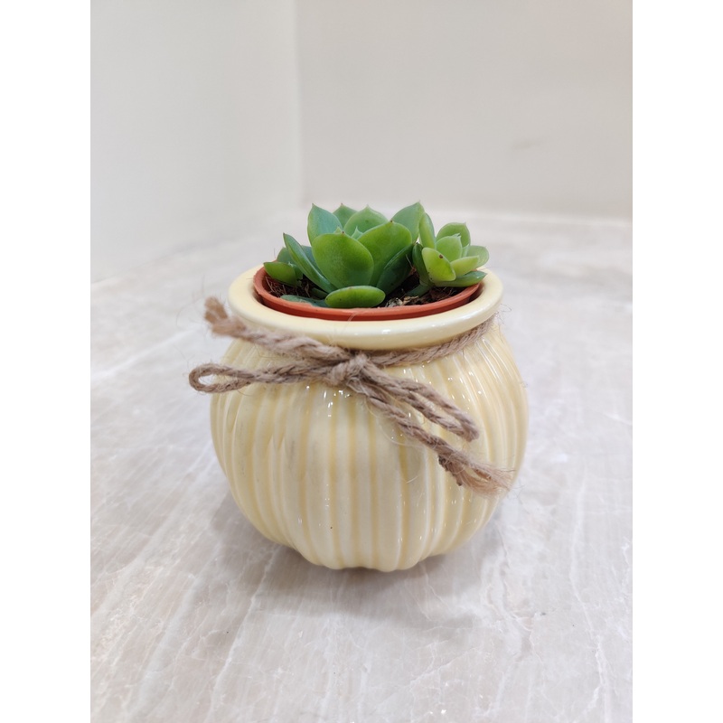 Resilient Succulent Corporate Gift Plant