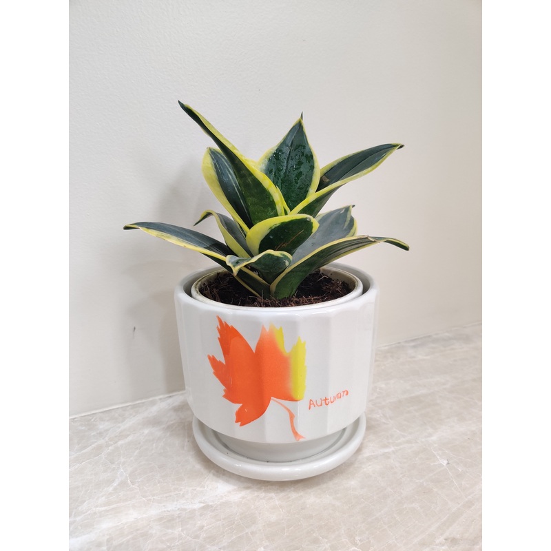 Snake Plant, an Ideal Corporate Gift