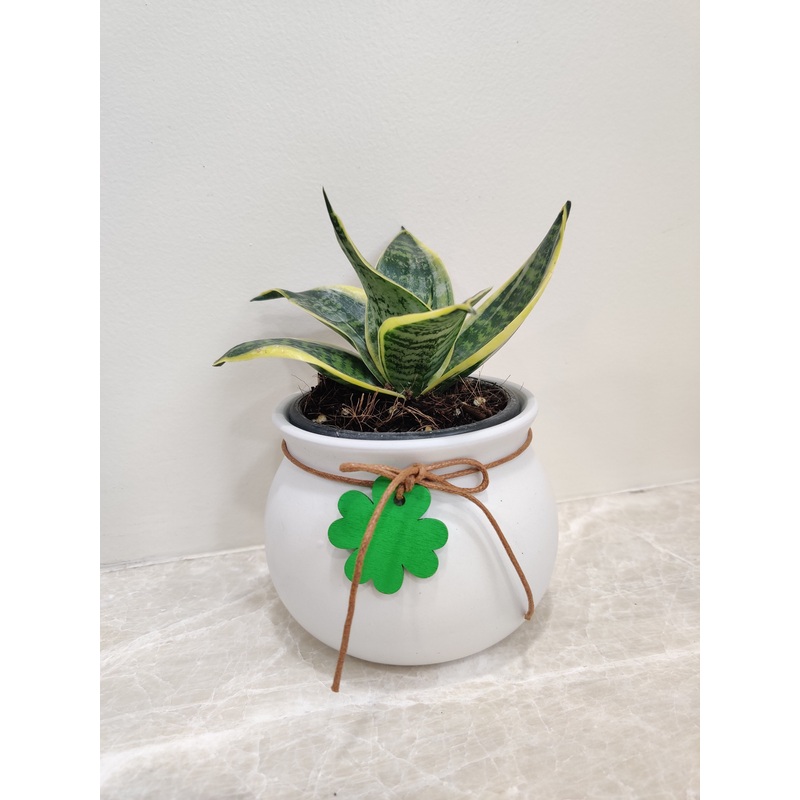 Snake Plant Corporate Gift – Enhance Air Quality