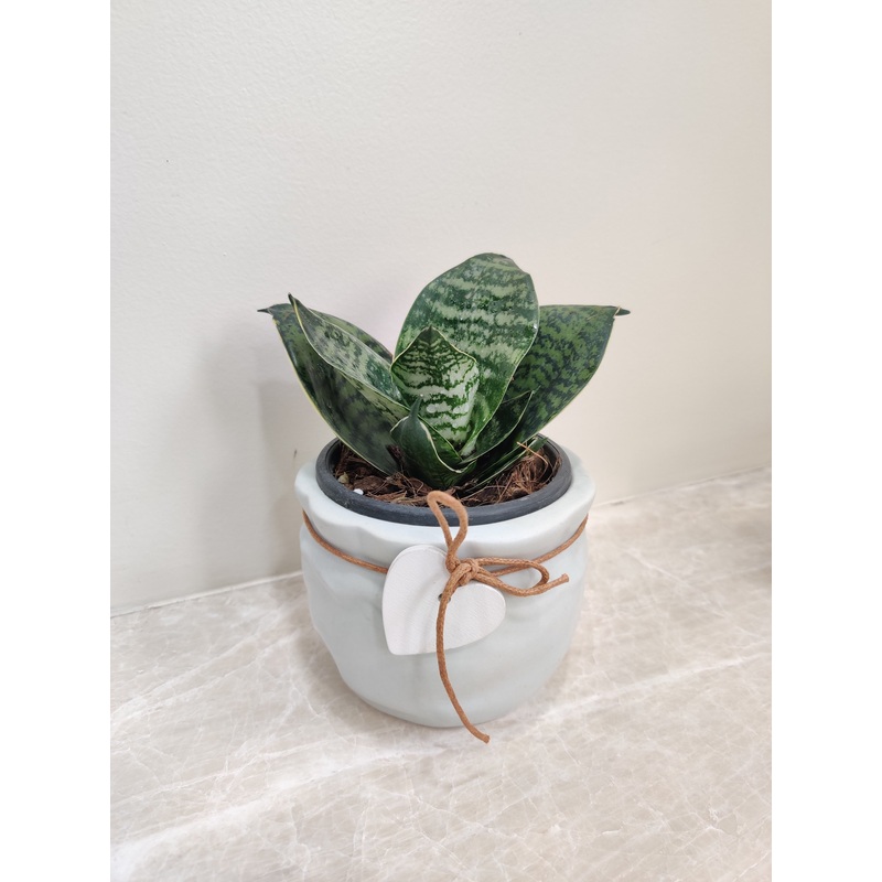 Snake Plant for Corporate Gifts