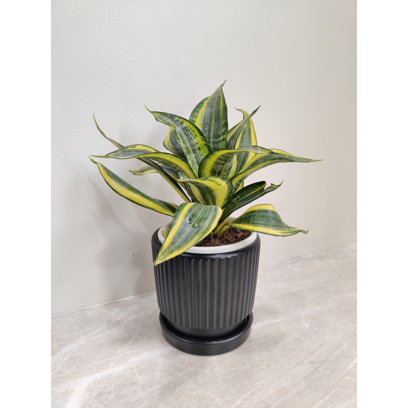 Snake Plant in Black Ridged Pot for Corporate Gifting