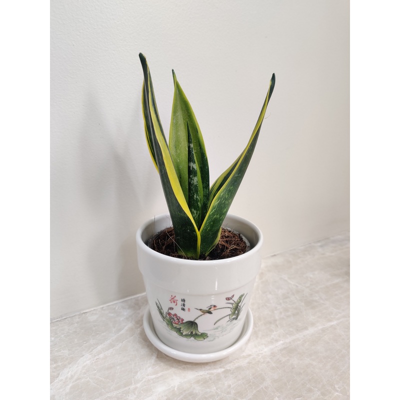 Snake Plant in Decorative Pot for Corporate Gifting