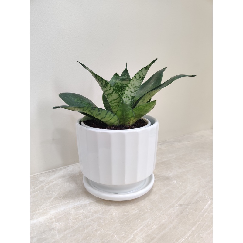 Snake Plant Perfect for Corporate Gifting